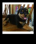 Rottweiler Puppies  - Rottweiler Dog