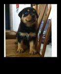 Rottweiler Puppies  - Rottweiler Dog