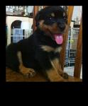 Rottweiler Puppies  - Rottweiler Dog