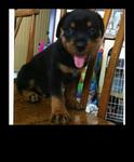 Rottweiler Puppies  - Rottweiler Dog