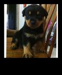 Rottweiler Puppies  - Rottweiler Dog