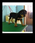 Rottweiler Puppies  - Rottweiler Dog