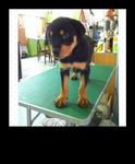 Rottweiler Puppies  - Rottweiler Dog