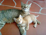 Mi & Mum Cat