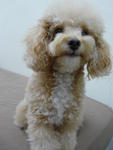 Coco - Poodle Dog