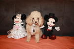 Coco - Poodle Dog