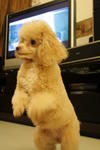 Coco - Poodle Dog