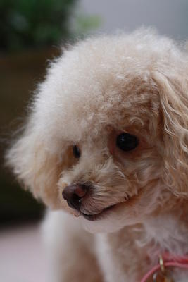 Coco - Poodle Dog