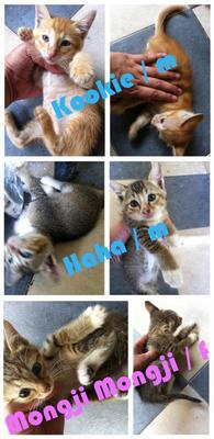 Kookie, Haha, Mongji - Domestic Short Hair Cat