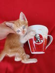 Hugging KFC cup...