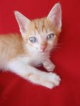 He has sky blue eyes.
