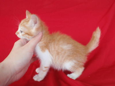 Kfc Boy - Domestic Medium Hair Cat
