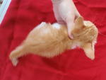 He has a cute curve tail.