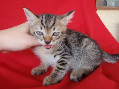 Black Tiger Boy - Domestic Short Hair Cat