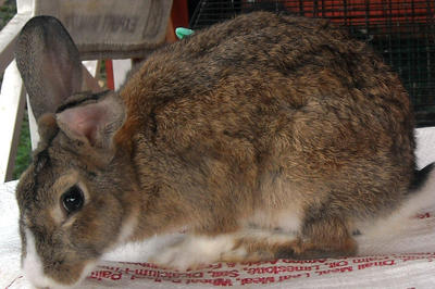Angora Mix Adult Rabbit - Bunny Rabbit + Angora Rabbit Rabbit