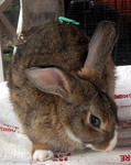 Angora Mix Adult Rabbit - Bunny Rabbit + Angora Rabbit Rabbit