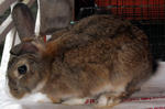 Angora Mix Adult Rabbit - Bunny Rabbit + Angora Rabbit Rabbit