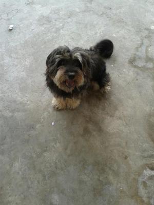 Bailey Lost At Semenyih - Shih Tzu + Terrier Dog