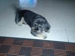 Bailey Lost At Semenyih - Shih Tzu + Terrier Dog