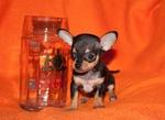 T-cup Chihuahua Puppies@rm599 Only! - Chihuahua Dog