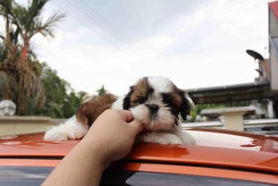 Tiny Shih Tzu Puppy@rm499 Only!!! - Shih Tzu Dog