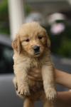 Adorable Big Bone Golden Retriever  - Golden Retriever Dog