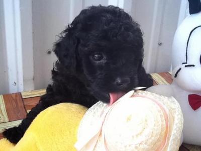 Black Toy Poodle Puppy@rm499!!!  - Poodle Dog