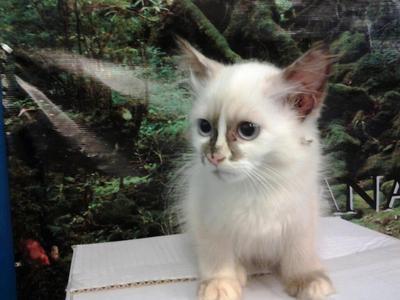 Dlh Kitten - Domestic Long Hair Cat