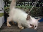 Dlh Kitten - Domestic Long Hair Cat