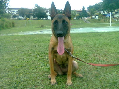 Belgium - Belgian Shepherd Malinois Dog