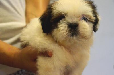 Shih Tzu - Round Faces Thick Coat - Shih Tzu Dog