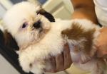 Shih Tzu - Round Faces Thick Coat - Shih Tzu Dog