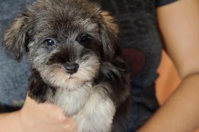 Miniature Schnauzer - Tiny Size - Schnauzer Dog