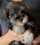 Miniature Schnauzer - Tiny Size - Schnauzer Dog