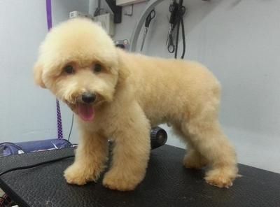 Toy Poodle - Round Teddy Face - Poodle Dog