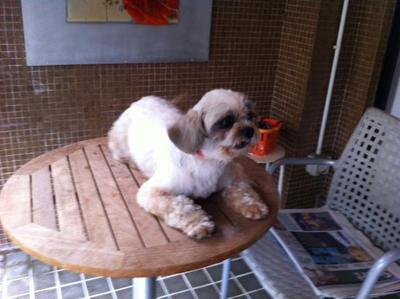 Snow White - Shih Tzu Dog