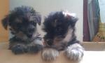 Miniature Schnauzer Puppies - Schnauzer Dog