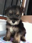 Miniature Schnauzer Puppies - Schnauzer Dog