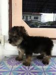 Miniature Schnauzer Puppies - Schnauzer Dog