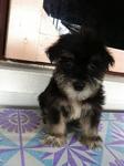 Miniature Schnauzer Puppies - Schnauzer Dog