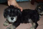 Miniature Schnauzer Puppies - Schnauzer Dog