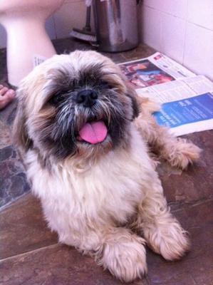 Shih Tzu Male Found - Shih Tzu Dog