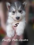 Wooly Husky(Triple Coat) - Siberian Husky Dog