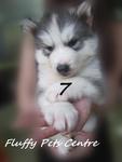 Wooly Husky(Triple Coat) - Siberian Husky Dog