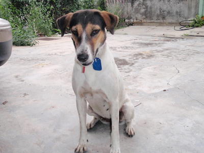 Snowie - Mixed Breed Dog