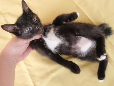 White Bikini - Domestic Medium Hair + Domestic Short Hair Cat