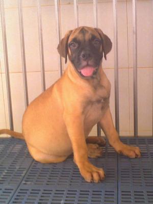 PF37858 - Bullmastiff Dog