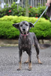 Clover [Wolf-alike-dog] - Australian Cattle Dog/Blue Heeler Mix Dog