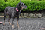 Clover [Wolf-alike-dog] - Australian Cattle Dog/Blue Heeler Mix Dog