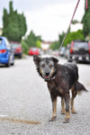 Clover [Wolf-alike-dog] - Australian Cattle Dog/Blue Heeler Mix Dog